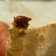 Illustration for article titled What You Need To Know About Ear Wax